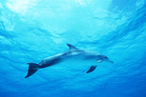 Dolphin in Deep Blue Sea2586612514